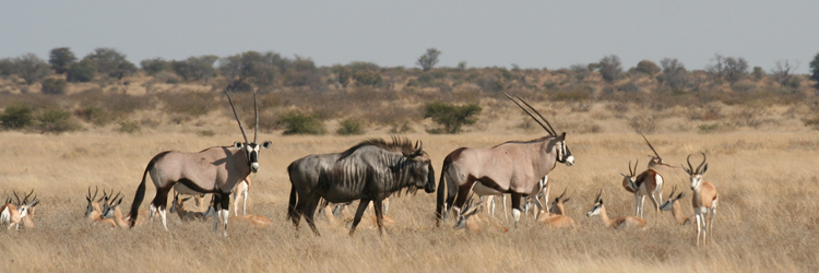 Central Kalahari Game Reserve #