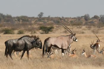 Chobe National park- Impala