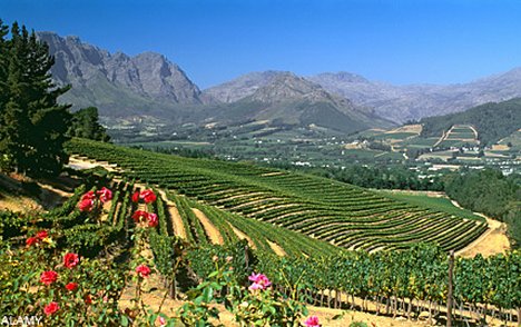 Wine lands south africa